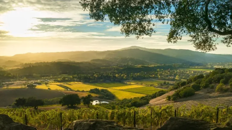 Wine Country USA: A Perfect Day in Sonoma’s Vineyards